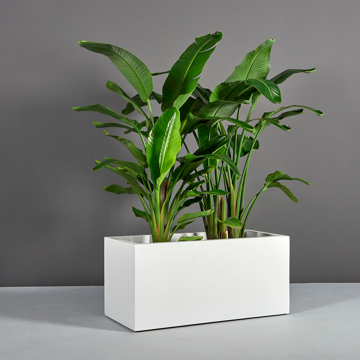plant rectangular pots Badalona Rectangular Planter – Birdsall & Co