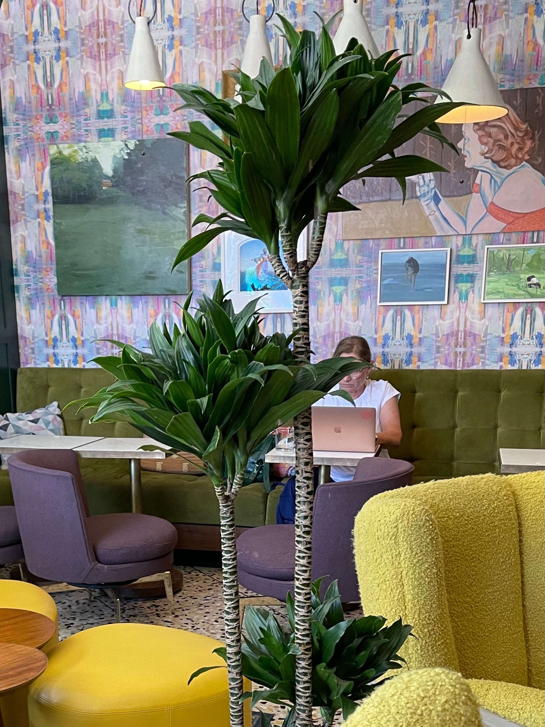 dracaena compacta for sale Dracaena Compacta – Birdsall & Co