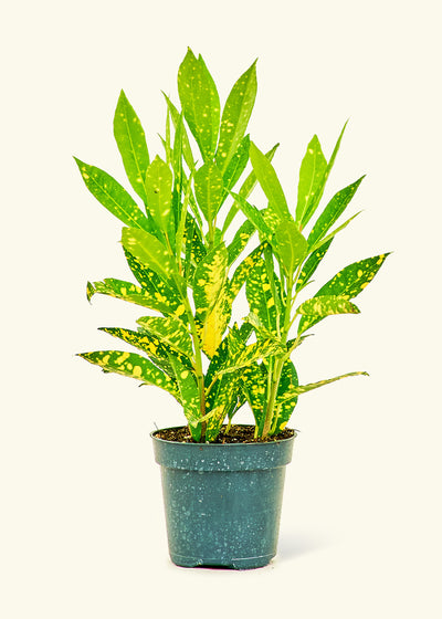 Croton 'Gold Dust,' Small