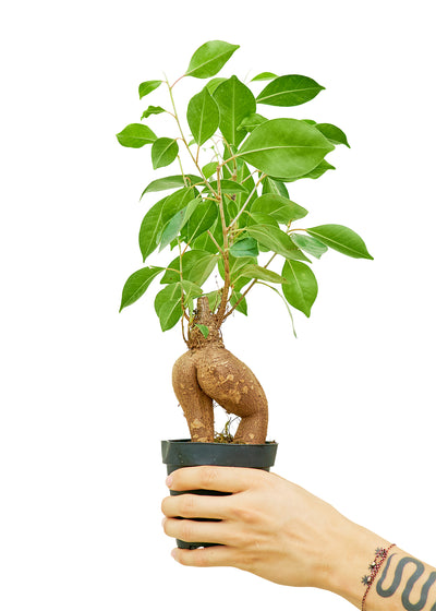 Ficus 'Ginseng,' Small