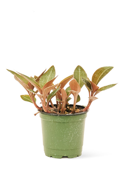 Jewel Orchid 'Discolor,' Small