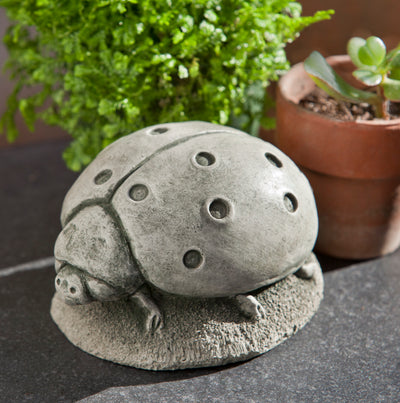 Light gray ladybug on a flat rock in front of pot