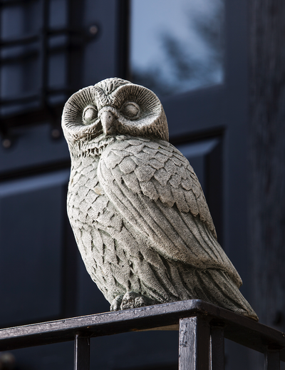 Gray owl standing on a metal ledge
