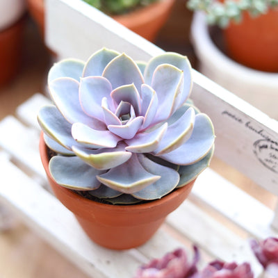 Echeveria Perle Von Nurnberg