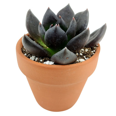 Echeveria Black Prince