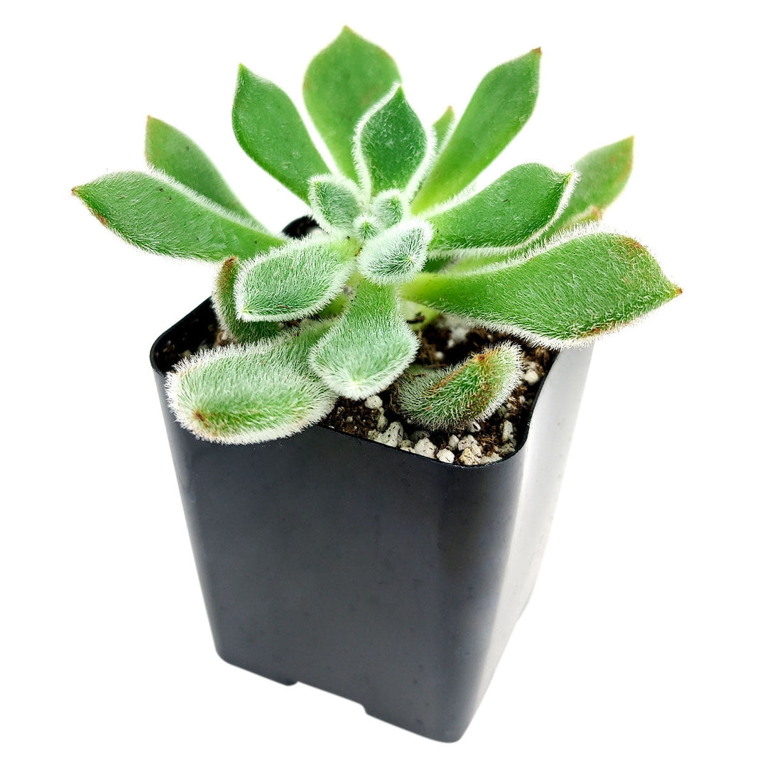 2inchdoristaylor_1_1080x.jpg?v