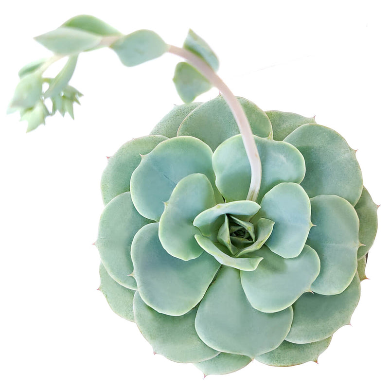 Echeveria Atlantis