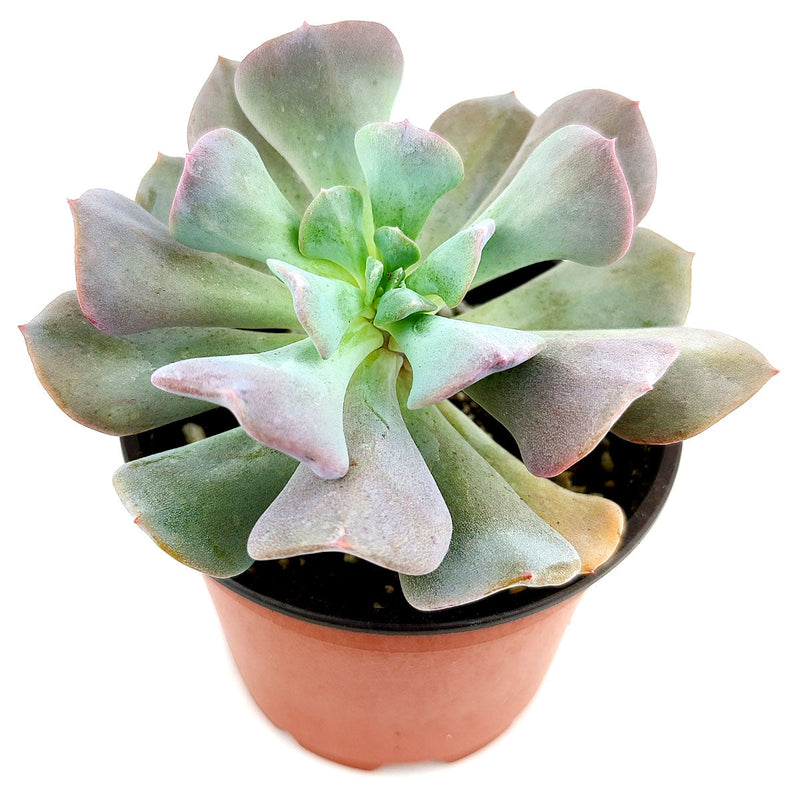 Echeveria Cubic Frost