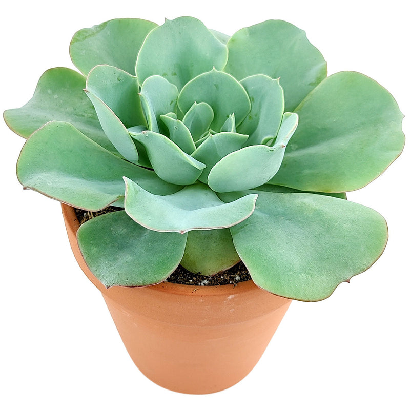 Echeveria Atlantis