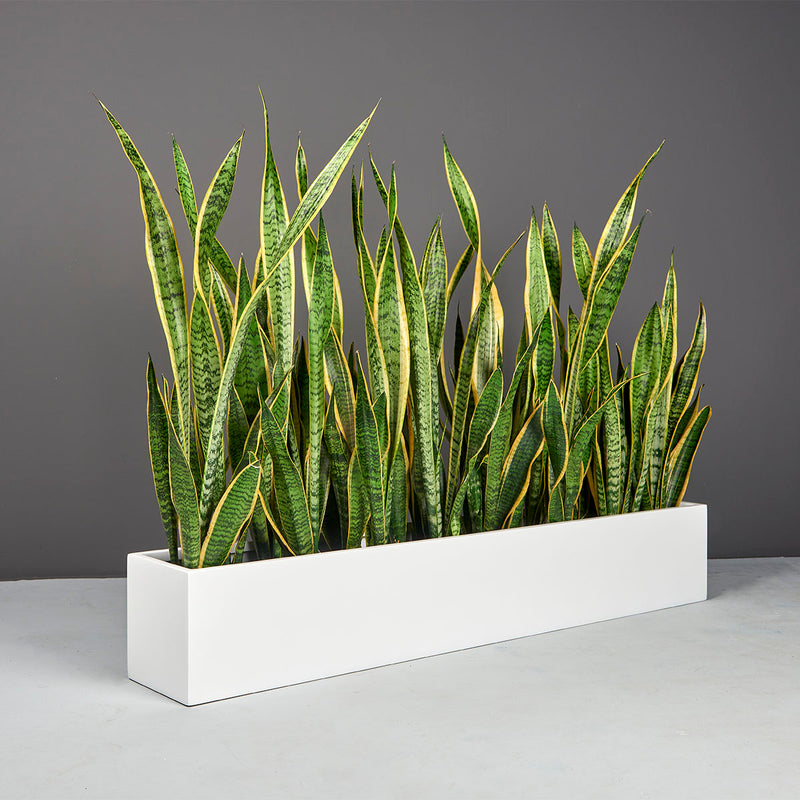 Wheeling Narrow Rectangular Planter