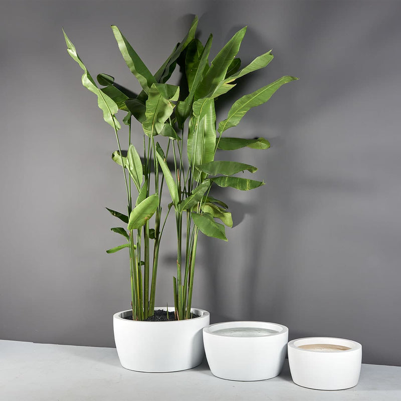 Casablanca Bowl Planter