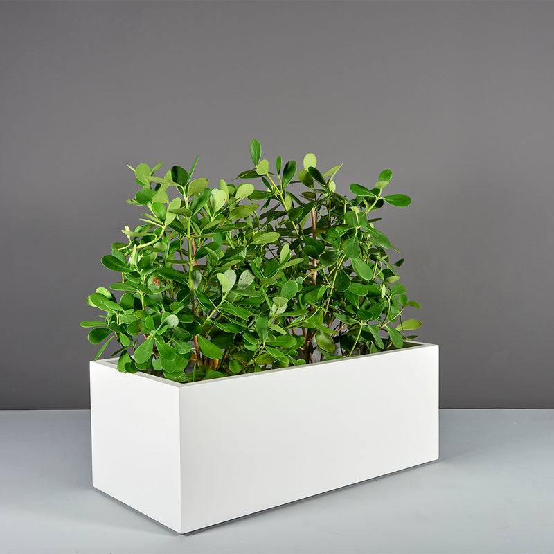 Torino Wide Rectangular Planter