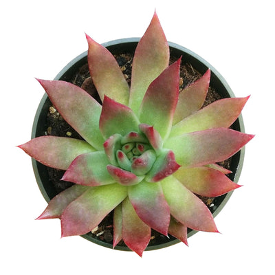 Echeveria Agavoides Lipstick