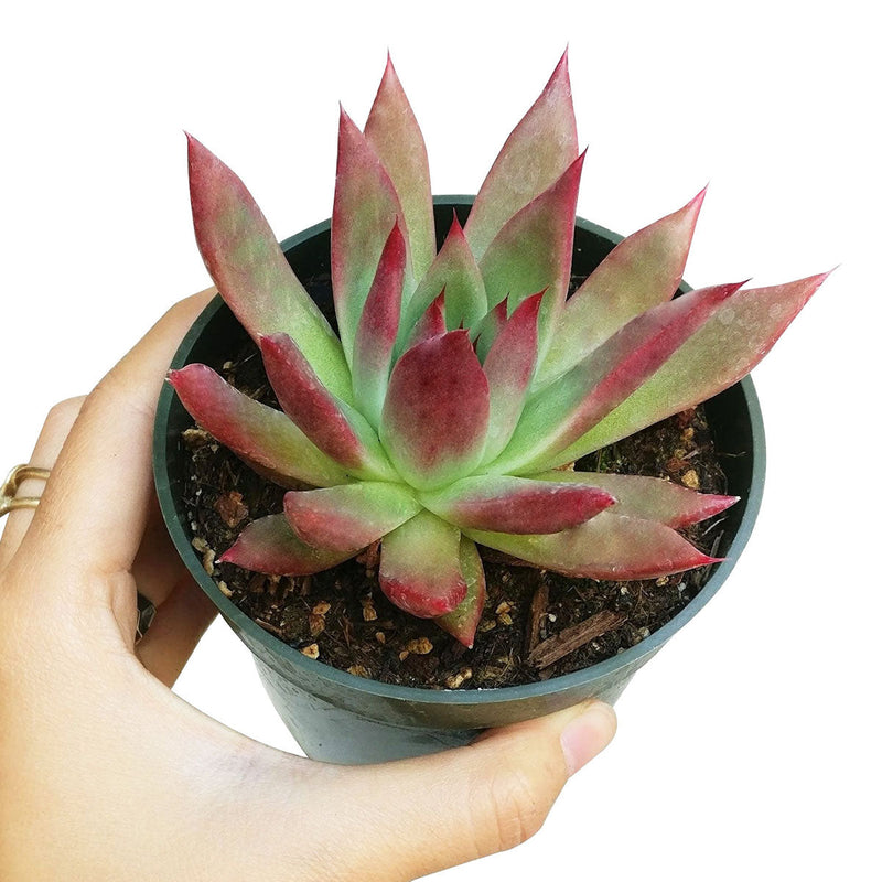 Echeveria Agavoides Lipstick