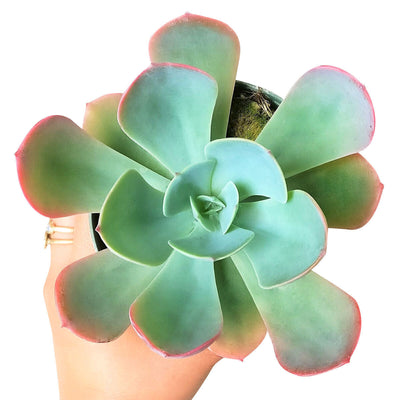 Echeveria Blue Sky