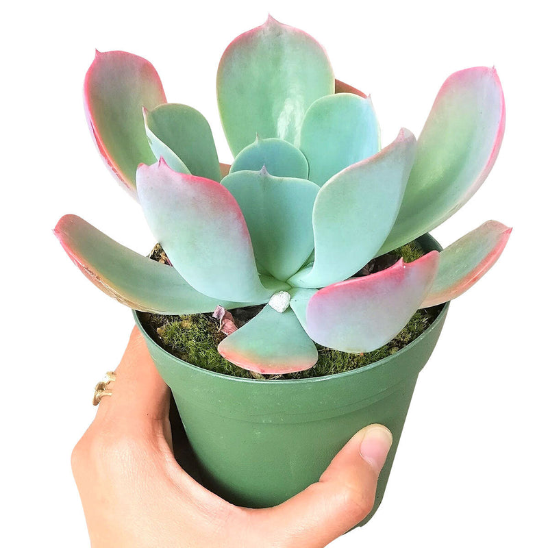 Echeveria Blue Sky