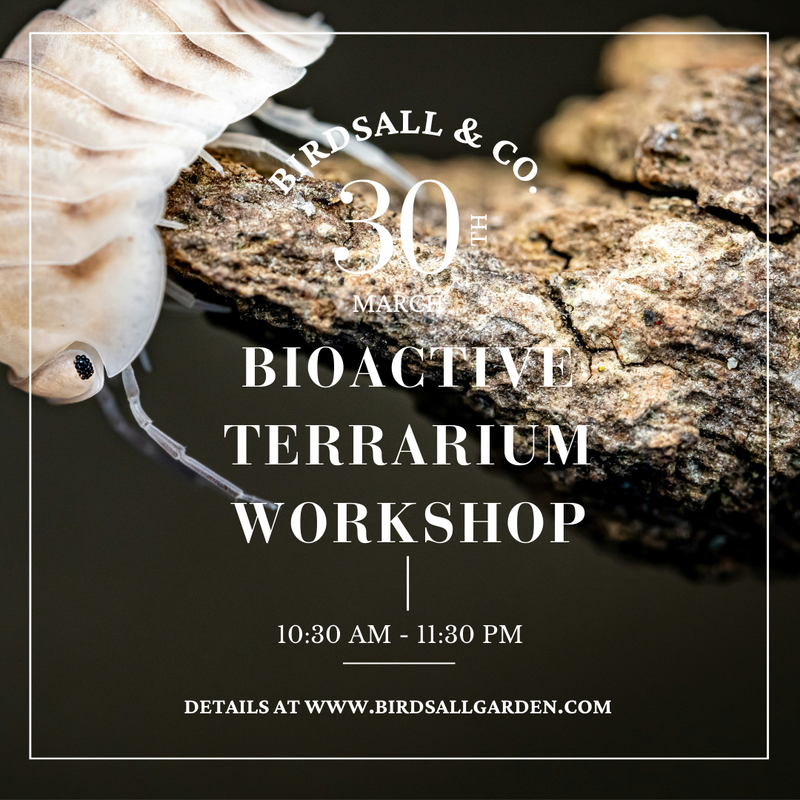 Bioactive Terrarium Workshop