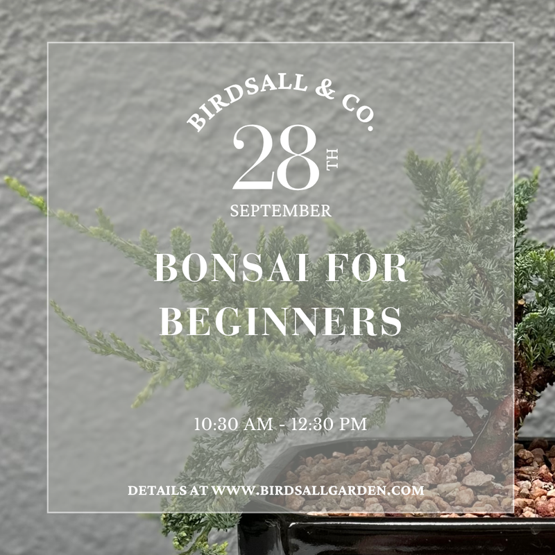 Bonsai Basics Workshop with Tone&