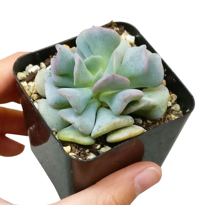 Echeveria Cubic Frost