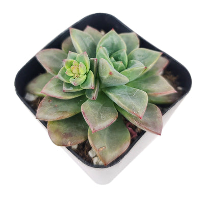 Echeveria Compressicaulis