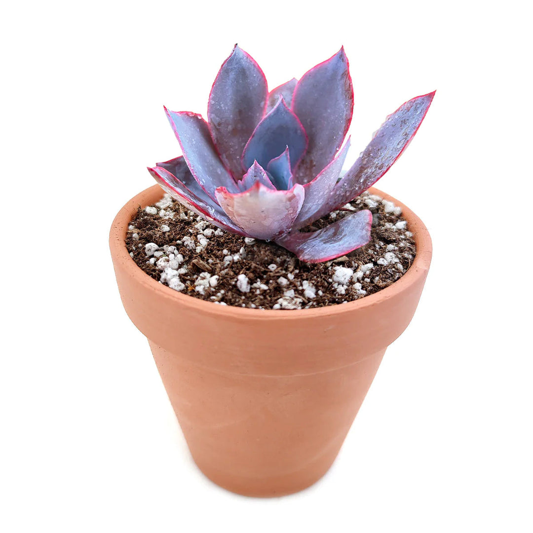 Echeveria Afterglow – Birdsall \u0026 Co., image size:1080x1080