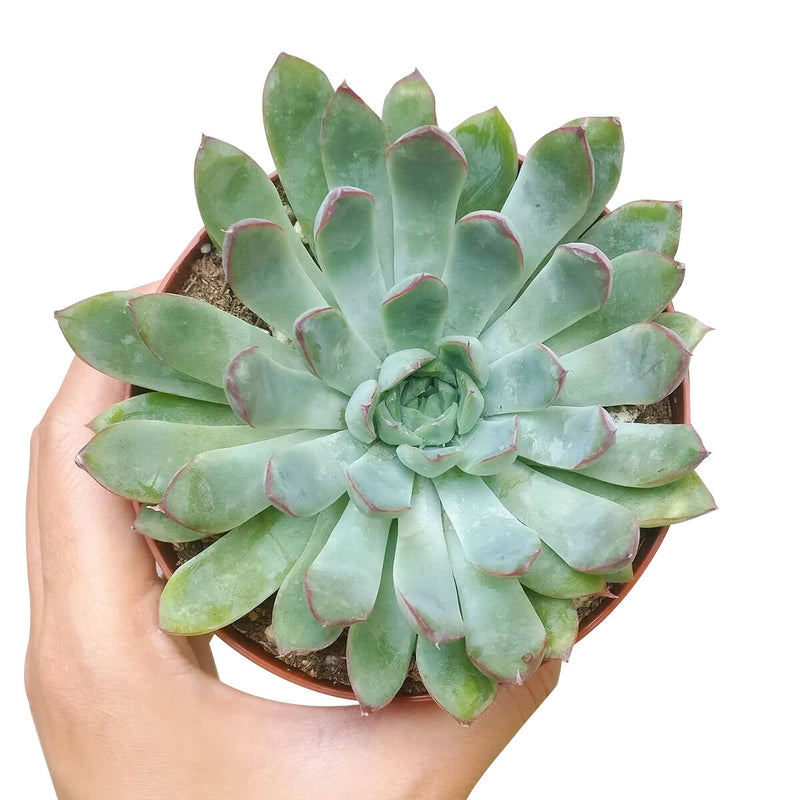 Echeveria Pulidonis