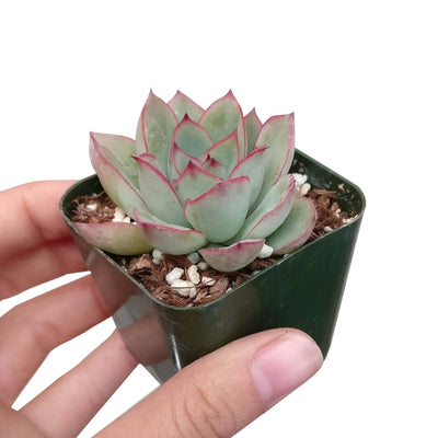 Echeveria Pulidonis