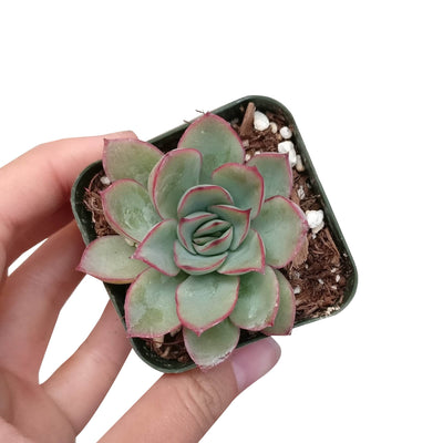 Echeveria Pulidonis