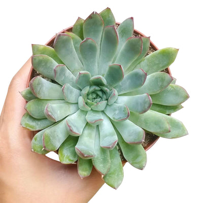 Echeveria Pulidonis