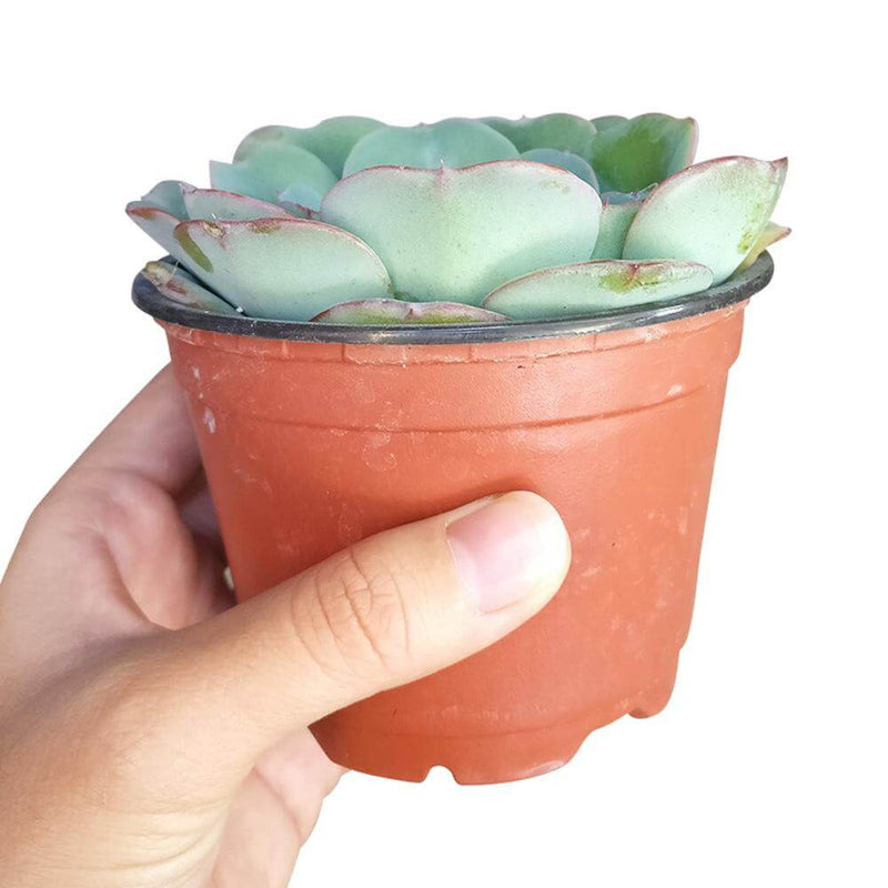 Echeveria Atlantis