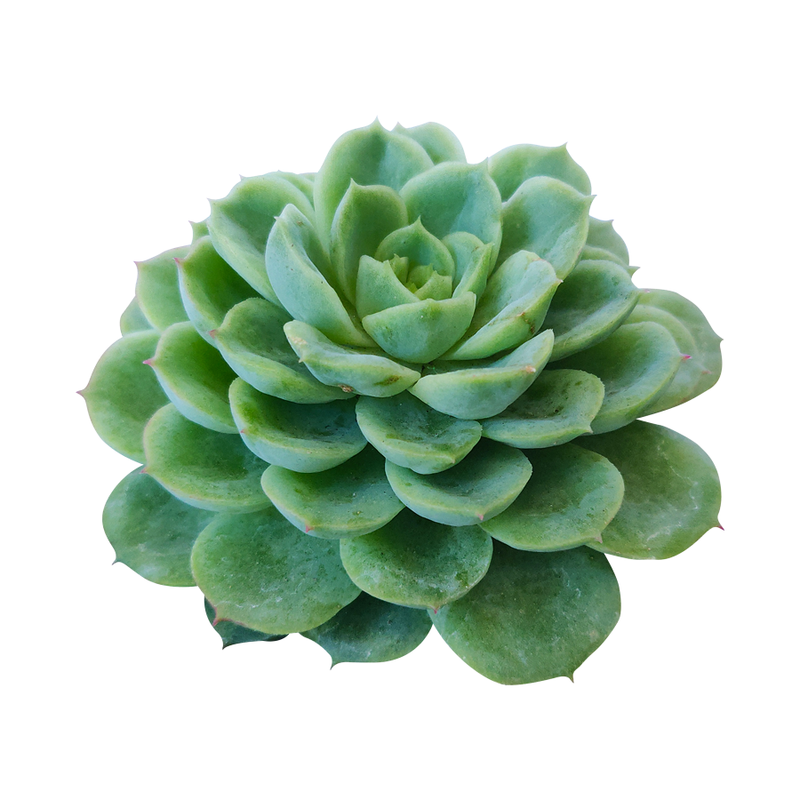 Echeveria Lime and Chili