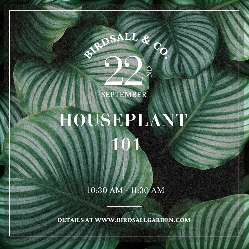 Houseplant 101