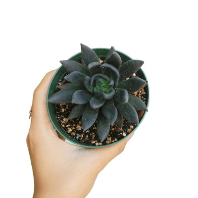 Echeveria Black Knight