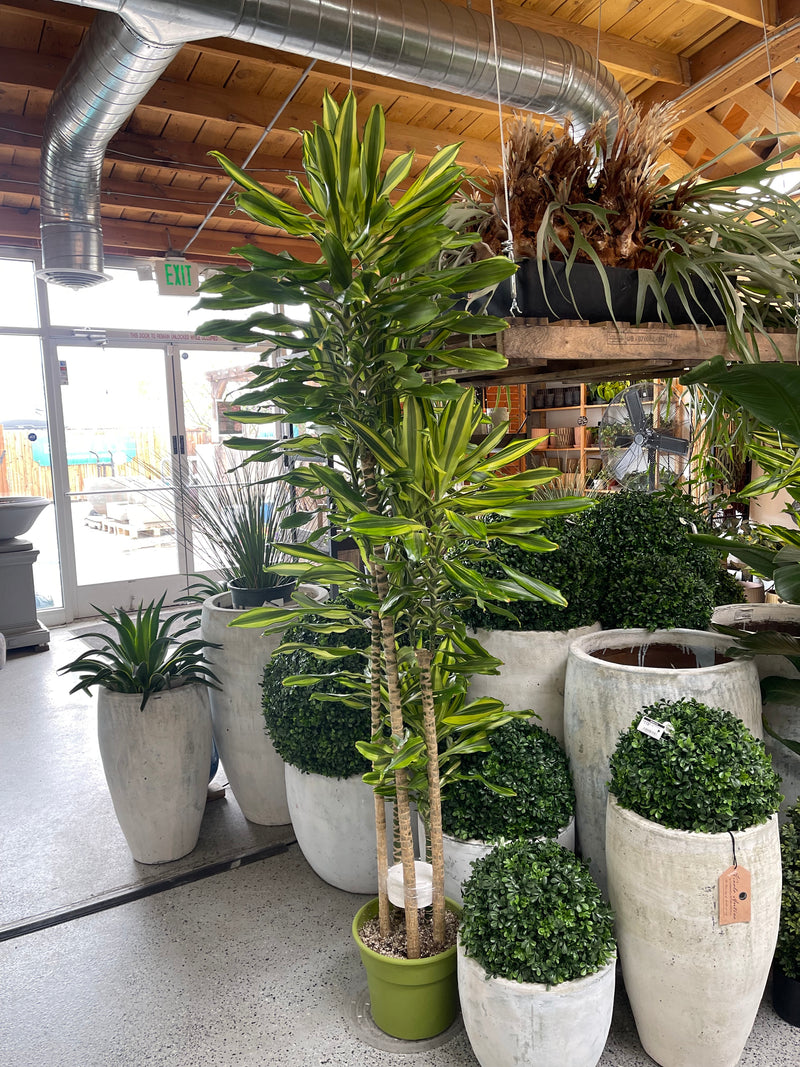 dracaena sted sol Dracaena Sted Sol Cane