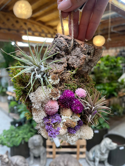 Air Plant Arrangement Workshop