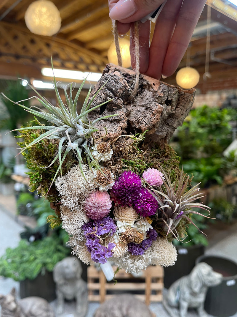 Air Plant Arrangement Workshop