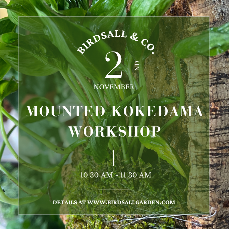Mounted Kokedama Workshop