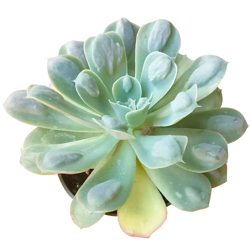 Echeveria Raindrops