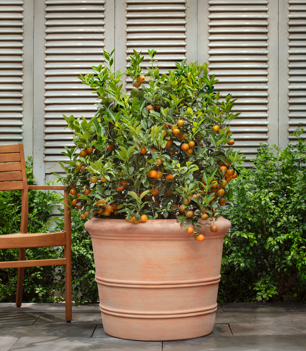 Classic Orangerie Planter - Set of 3 by Campania International