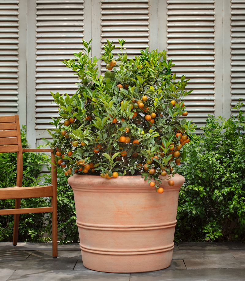 Classic Orangerie Planter - Set of 3 by Campania International