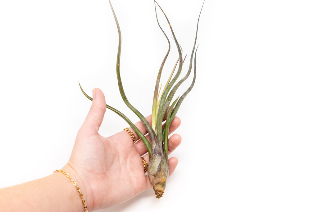 Large Tillandsia Baileyi Air Plants – Birdsall & Co