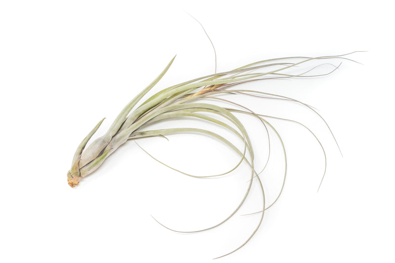 balbisiana air plant Large Tillandsia Balbisiana Air Plants – Birdsall & Co