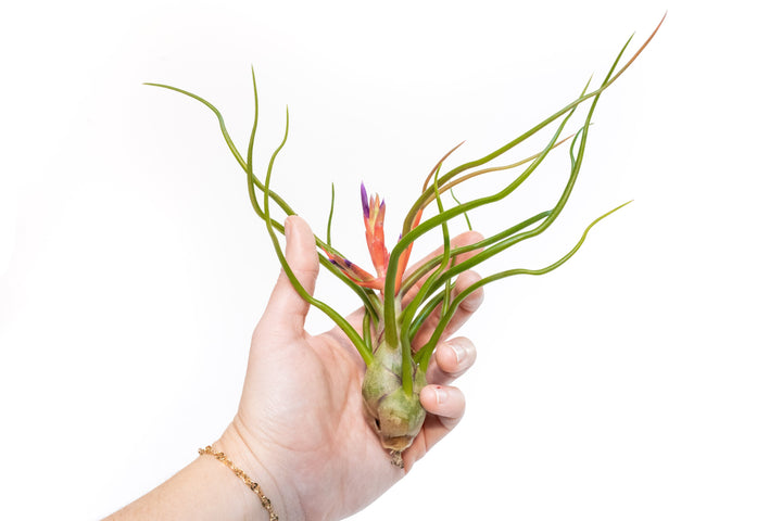 Large Tillandsia Air Plant Variety Pack