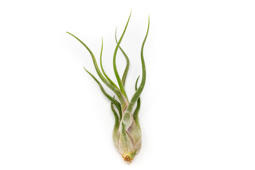 Large Tillandsia Air Plant Variety Pack