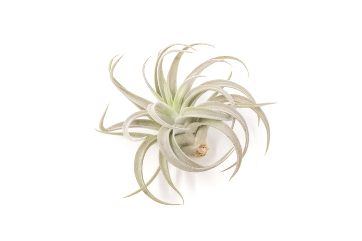Large Tillandsia Air Plant Variety Pack