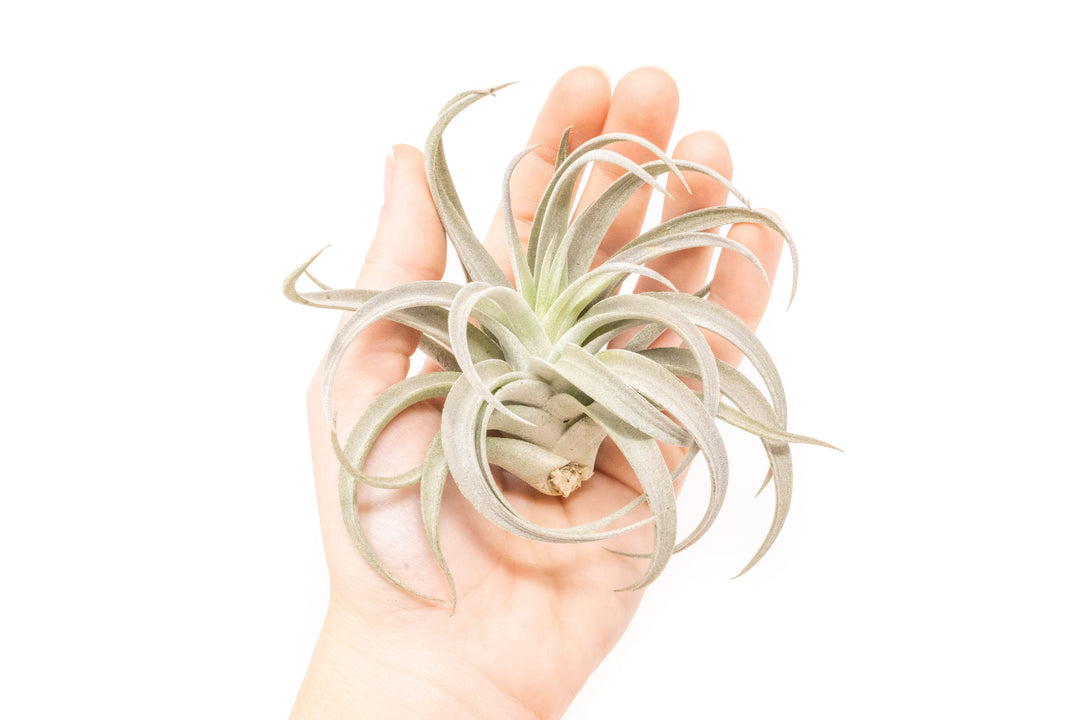 air plant harrisii Large Tillandsia Harrisii Air Plants – Birdsall & Co