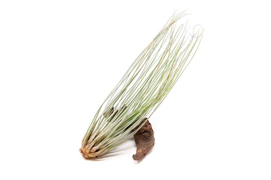 air plant pack Large Tillandsia Air Plant Variety Pack