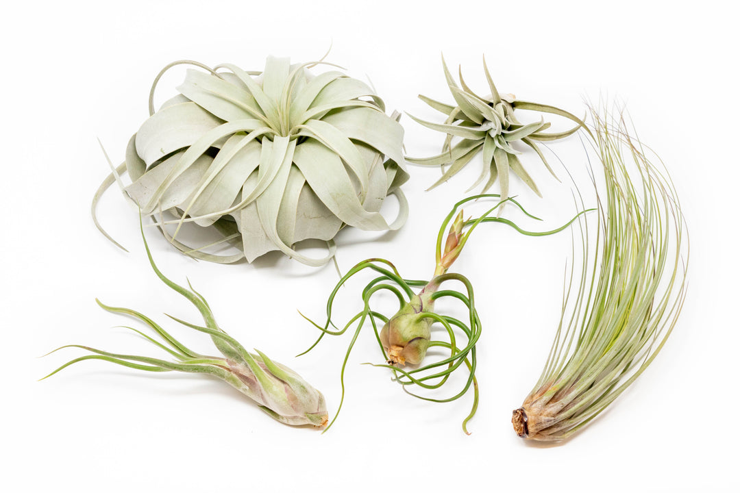 Tillandsia_Air_Plant_Large_Var