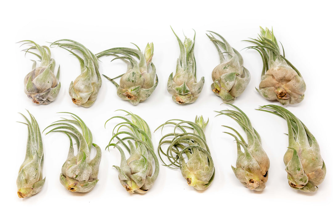 Large Tillandsia Seleriana Air Plants – Birdsall & Co.