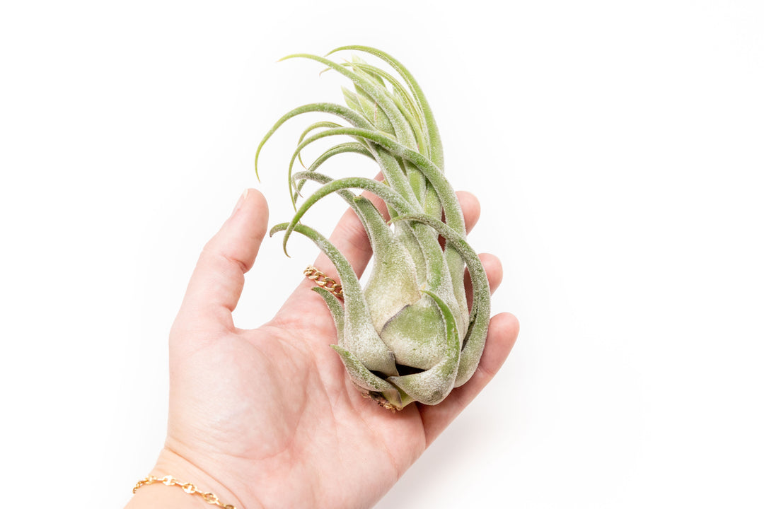 Large Tillandsia Seleriana Air Plants – Birdsall & Co.